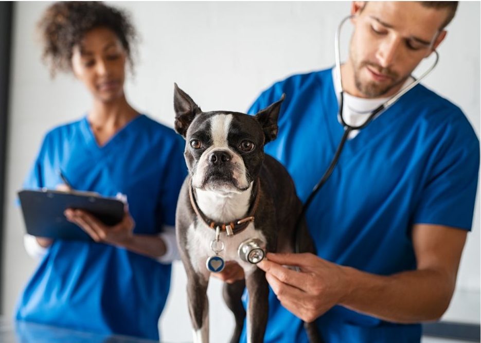 dog at vet